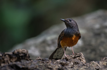 White-rumped Shama female on branch in nature.
