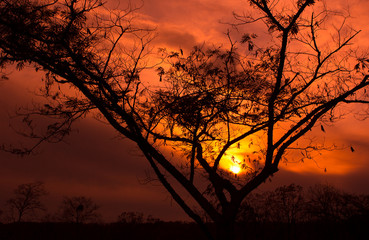 sunset tree