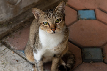 brown tabby cat looking at camera