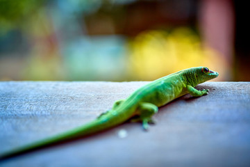 gecko vert de madagascar