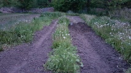  Weeding beds