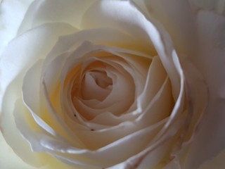  Pale rose