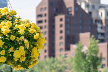 Bunch of flowers hanging in bunch with city skyline in background
