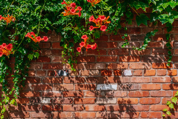 Orange flowers and green vines over brick wall in a sunny day