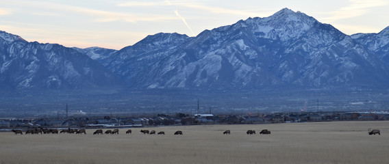 Bull Elk his herd harem on the Baccus Highway the Westside with view of Salt Lake Valley and...