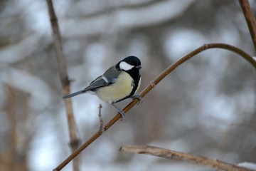 Big tit keeps balance on a thin twig