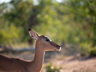 South African Steenbok In Sunlight