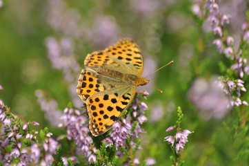 Dark green fritillary butterfly sitting on the heather in the forest. Insect with orange wings with black spots
