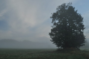 Trees in the fog. Variable weather. Swit meadow. Morning with dew