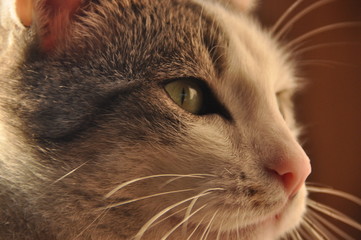 Portrait of a cat. Wild eyes and long whiskers.