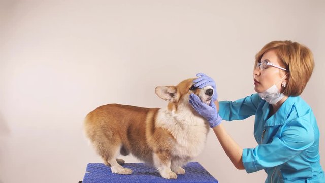 young experienced female vet examining a breed dog in the clinic. close up photo. profession, job, occupation, animals care. close up portrait. welsh corgi