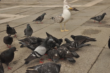 Pigeons donated to St. Mark's Square in Venice