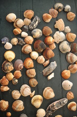 Shellfish, snails from the Mediterranean Sea on the beach in Italy.