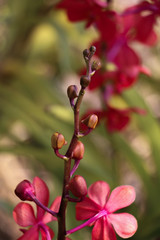 Orchidaceae red in garden