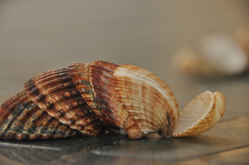 Shellfish, snails from the Mediterranean Sea on the beach in Italy.
