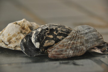 Shellfish, snails from the Mediterranean Sea on the beach in Italy.