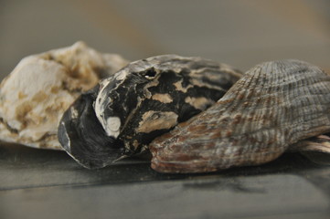 Shellfish, snails from the Mediterranean Sea on the beach in Italy.