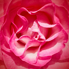 Fototapeta na wymiar violet pink rose top view closeup, natural background
