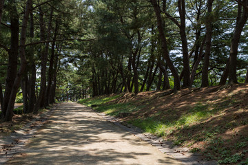 Obraz premium 曲里の松並木 北九州市