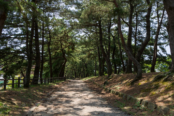 曲里の松並木　北九州市