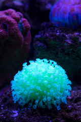 Closeup Colorful Tropical Reef With Corals