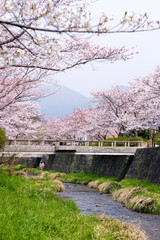 一の坂川の桜　山口市