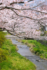 一の坂川の桜　山口市