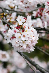 一の坂川の桜　山口市