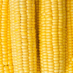 Ripe corn in a clay bowl. 
