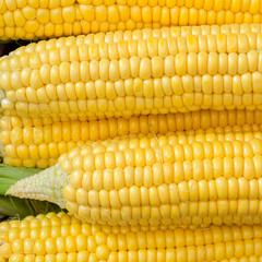 Ripe corn in a clay bowl. 