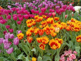 Tulip blooming volume 988554585