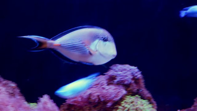 underwater world, a lot of fish coral reef. Fang blenny