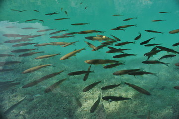 Fototapeta na wymiar Fish floating near the surface of the water in the overgrown lake. Plitvice Lakes National Park.