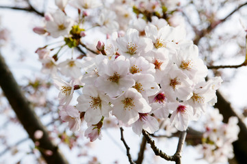 五条の千本桜　山口県周防大島