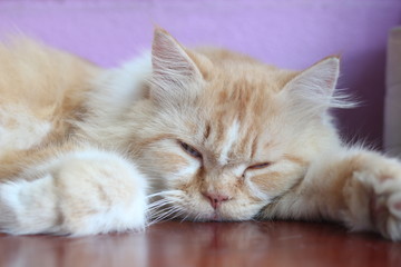 An orange Persian cat is sleeping on an old wooden table.