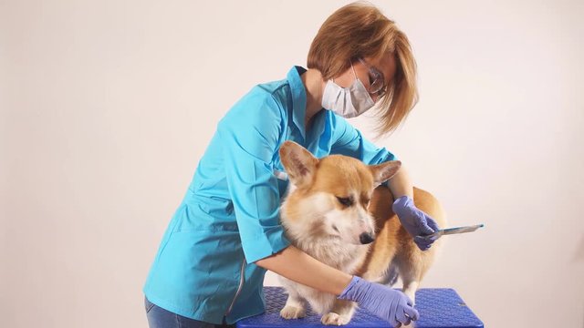 caring awesome girl brussing a pet in the zoo hospital. medicine for animals. pets care. close up photo. studio shot.