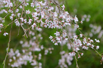 徳佐八幡宮の桜　山口市