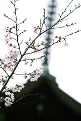 瑠璃光寺の桜