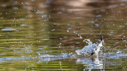 Isolated Pied kingfisher bird feeding in wildlife reserve- Israel