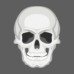 skull human,vector illustration ,flat style, front
