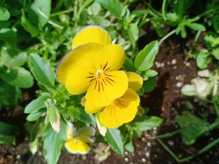 Flowers volume 85255675