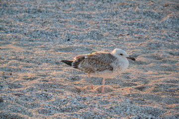 seagull on the beach
