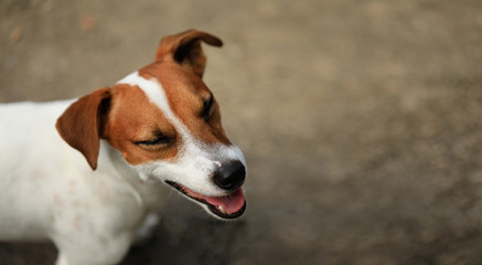 Jack Russel Terrier Smile