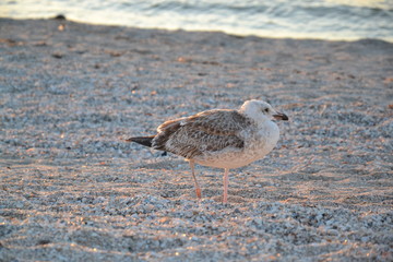 seagull on the beach