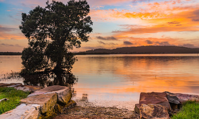 Sunrise Bay Waterscape with Tree