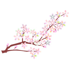 桜　春　花　アイコン 