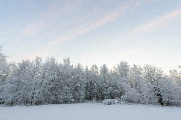 The forest has covered with heavy snow and clear blue sky in winter season at Lapland, Finland.