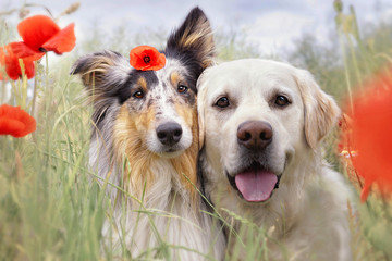 Zwei Hunde sitzen nebeneinander im Feld und kuscheln