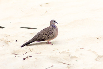  Zebra Dove on the sand. Karon, Thailand