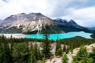 Obraz premium Aussicht auf den Peyto Lake